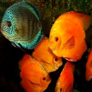 Śląski Ogród Zoologiczny - Discus