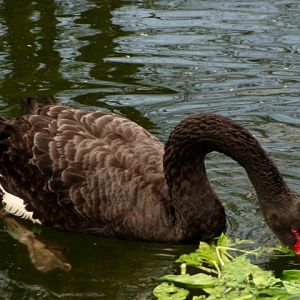 Śląski Ogród Zoologiczny - Cygnus atratus