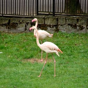 Śląski Ogród Zoologiczny - Phoenicopterus ruber roseus