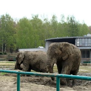 Śląski Ogród Zoologiczn - Loxodonta africana