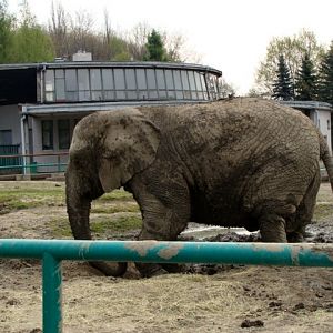 Śląski Ogród Zoologiczn - Loxodonta africana