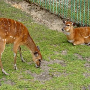 Śląski Ogród Zoologiczny