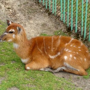 Śląski Ogród Zoologiczny