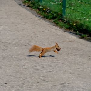 Śląski Ogród Zoologiczny - Sciurus vulgaris
