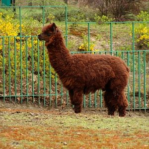 Śląski Ogród Zoologiczny - Lama glama
