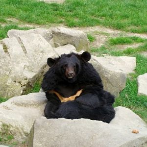 Śląski Ogród Zoologiczny - Selenarctos thibetanus