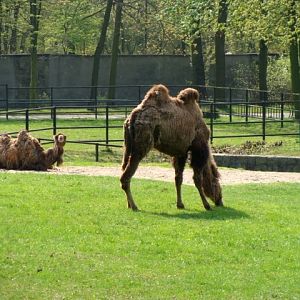 Śląski Ogród Zoologiczny - Camelus bactrianus