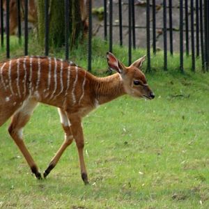 Śląski Ogród Zoologiczny