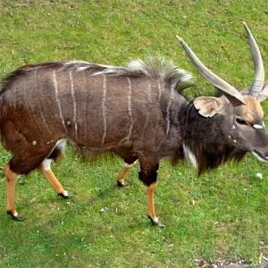 Śląski Ogród Zoologiczny