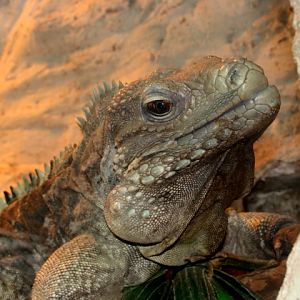 Śląski Ogród Zoologiczny - Iguana