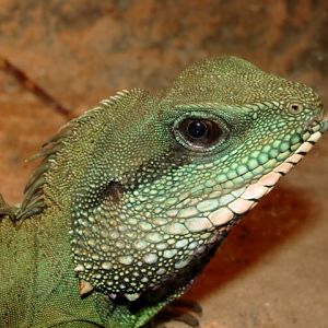 Śląski Ogród Zoologiczny - Physignathus cocincinus