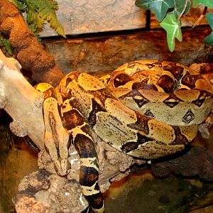 Śląski Ogród Zoologiczny - Boa constrictor