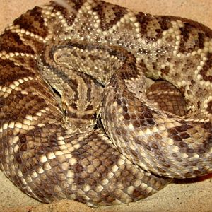 Śląski Ogród Zoologiczny - Crotalinae