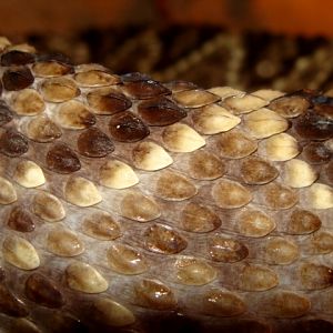 Śląski Ogród Zoologiczny - Crotalinae (skin)