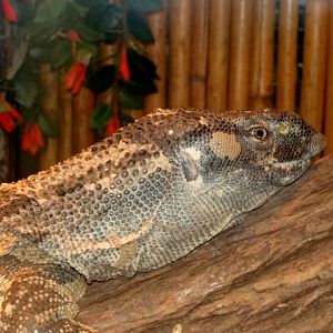 Śląski Ogród Zoologiczny - Varan