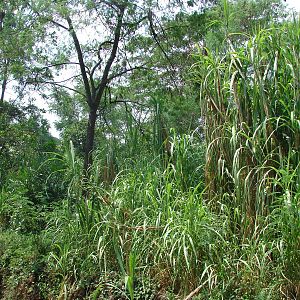 Gorillas enclosure - Schmutzer Primate Centre