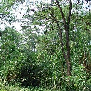 Gorillas enclosure - Schmutzer Primate Centre
