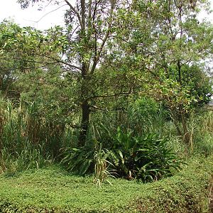 Gorillas enclosure - Schmutzer Primate Centre