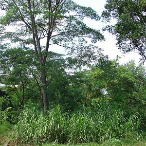 Gorillas enclosure - Schmutzer Primate Centre