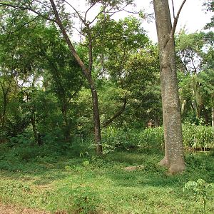 Gorillas enclosure - Schmutzer Primate Centre