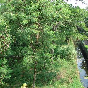 Gorillas enclosure - Schmutzer Primate Centre