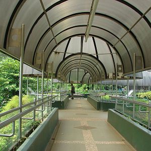 Gorillas enclosure - Schmutzer Primate Centre