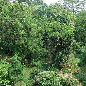Gorillas enclosure - Schmutzer Primate Centre