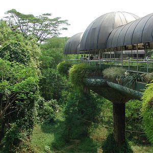 Gorillas enclosure - Schmutzer Primate Centre
