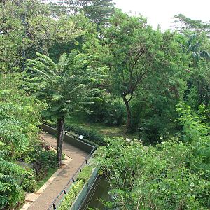 Gorillas enclosure - Schmutzer Primate Centre