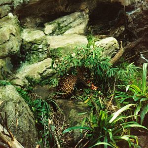 Old Taronga Zoo Photo July 1989 - Jaguar eating