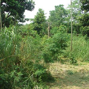 Orangutan exhibit - Schmutzer Primate Centre