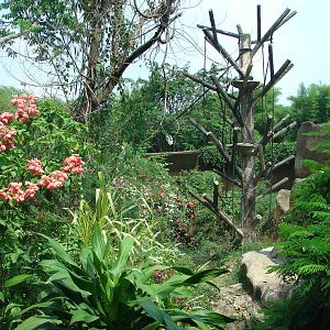 Orangutan exhibit - Schmutzer Primate Centre
