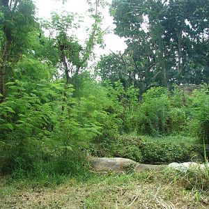 Orangutan exhibit - Schmutzer Primate Centre