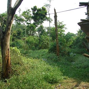 Orangutan exhibit - Schmutzer Primate Centre