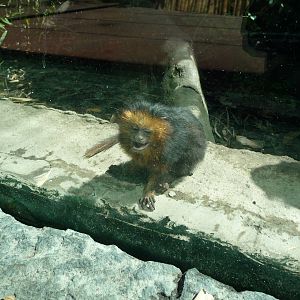 young golden headed  lion tamarin chapultepec zoo