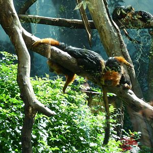 golden headed lion tamarin chapultepec zoo