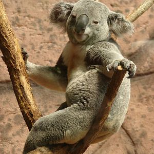 Queensland Koala (Phasacolarctos cinereus adustus)