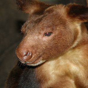 Goodfellow Tree kangaroo (Dendrolagus goodfellowi)