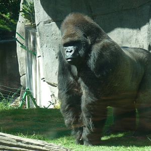 bantu male gorilla chapultepec zoo