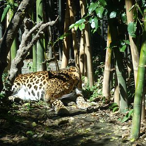 jaguar chapultepec zoo