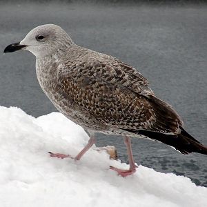 Larus argentatus / Herring gull, juv 1cy (26-12-2010)