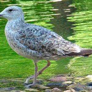 Larus argentatus / Herring gull, imm 2cy (01-07-2006)