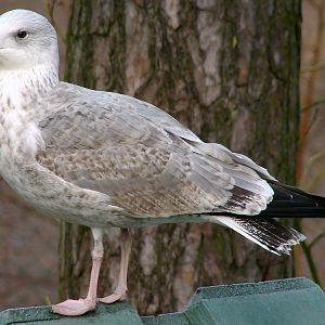 Larus argentatus / Herring gull, imm 2cy (15-12-2007)