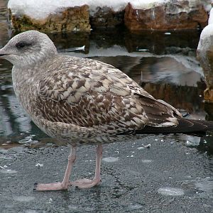 Larus argentatus / Herring gull, imm 2cy (29-01-2011)