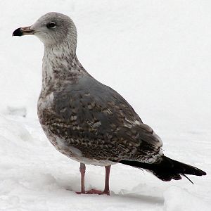 Larus argentatus / Herring gull, imm 2cy (26-12-2010)