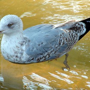 Larus argentatus / Herring gull, imm 4cy (29-03-2008)