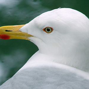 Larus argentatus omissus / Herring gull, adult (01-07-2007)