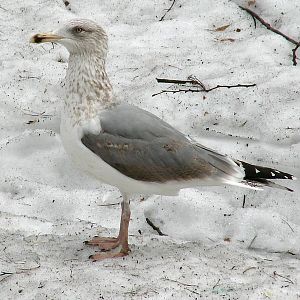 Larus argentatus / Herring gull, imm 4cy (12-03-2011)