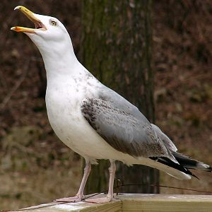Larus argentatus argentatus / Herring gull, sub-ad 4cy (04-04-2009)