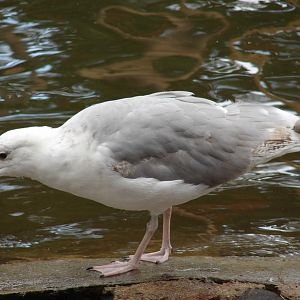 Larus argentatus / Herring gull, sub-ad 4cy (30-07-2006), black iris